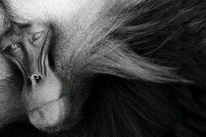 looking at viewer nature animals monochrome monkey muzzles fur