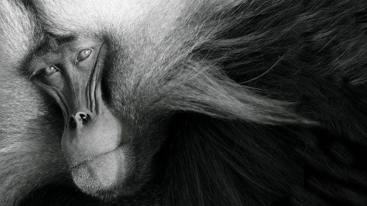 looking at viewer nature animals monochrome monkey muzzles fur HD Wallpaper Desktop Background