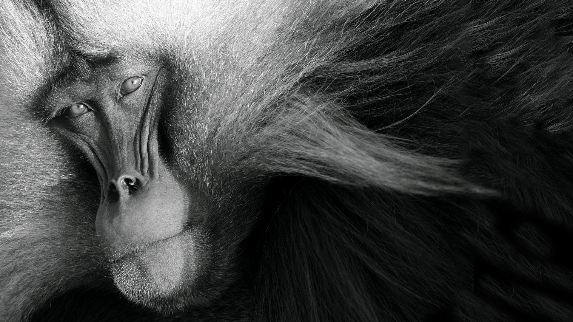 looking at viewer nature animals monochrome monkey muzzles fur Wallpaper