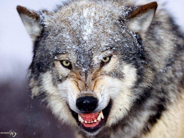 wolf animals HD Wallpaper Desktop Background