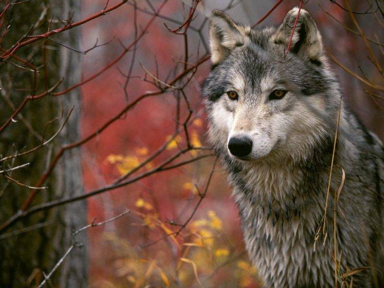wolf animals HD Wallpaper Desktop Background