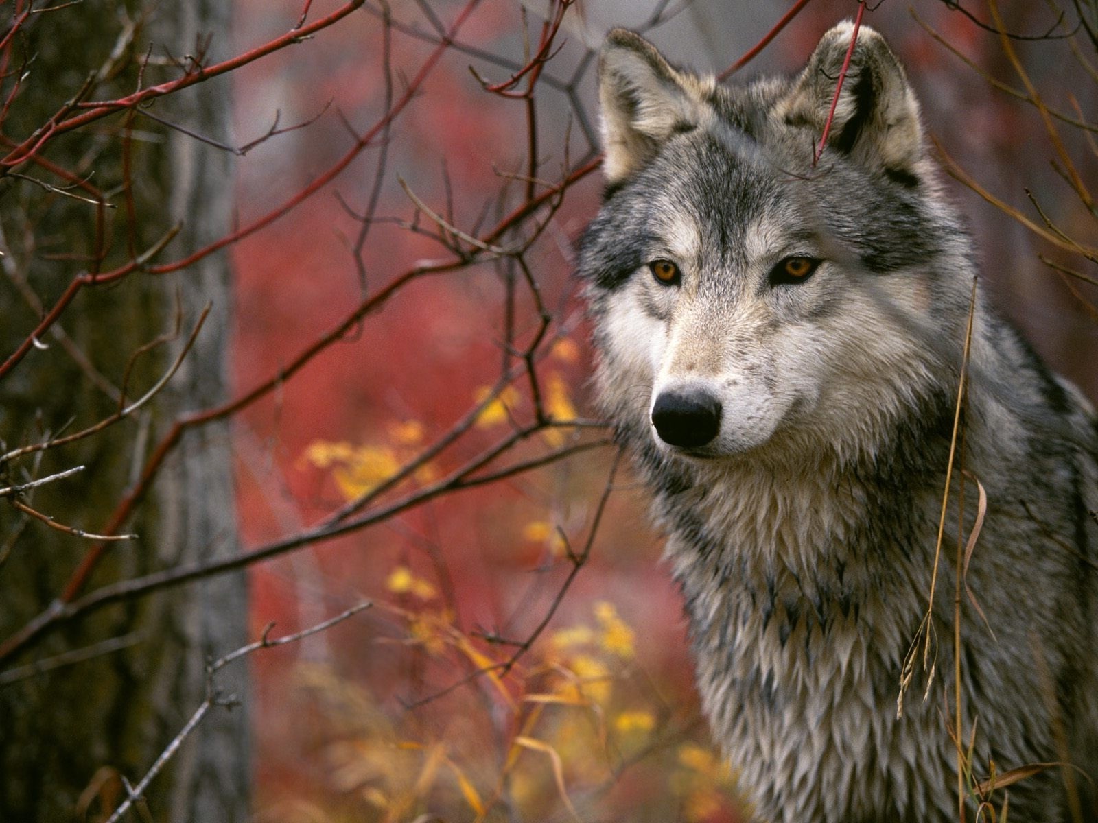 wolf animals Wallpaper