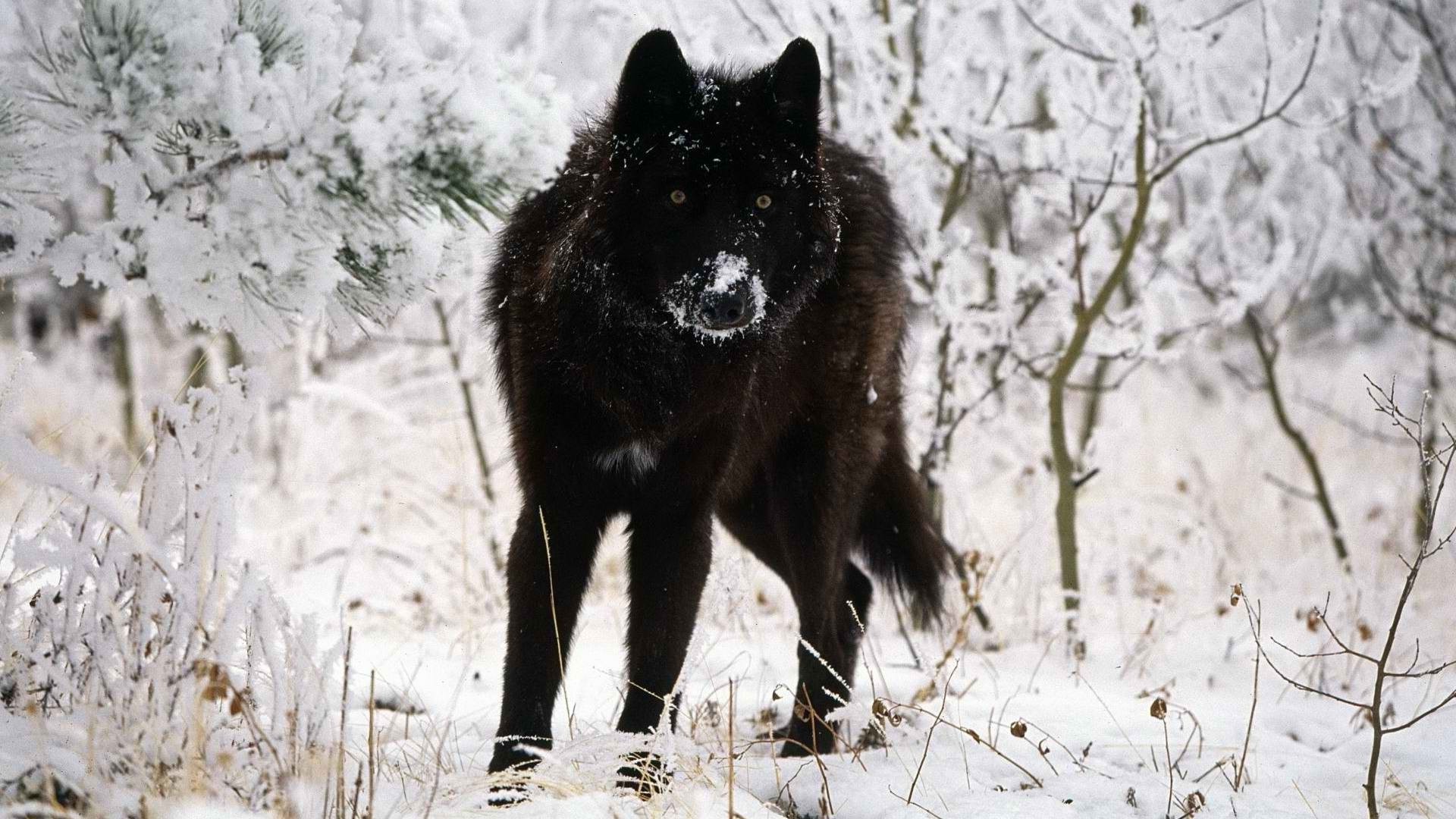 wolf animals snow Wallpaper