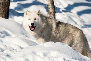 wolf animals snow winter