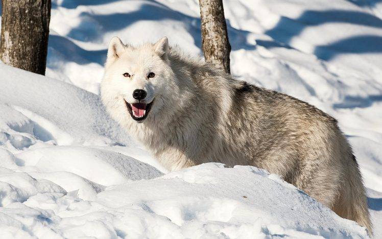 wolf animals snow winter HD Wallpaper Desktop Background