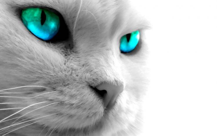 eyes cat animals HD Wallpaper Desktop Background