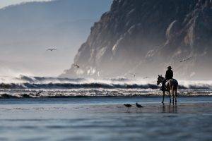 horse beach birds water