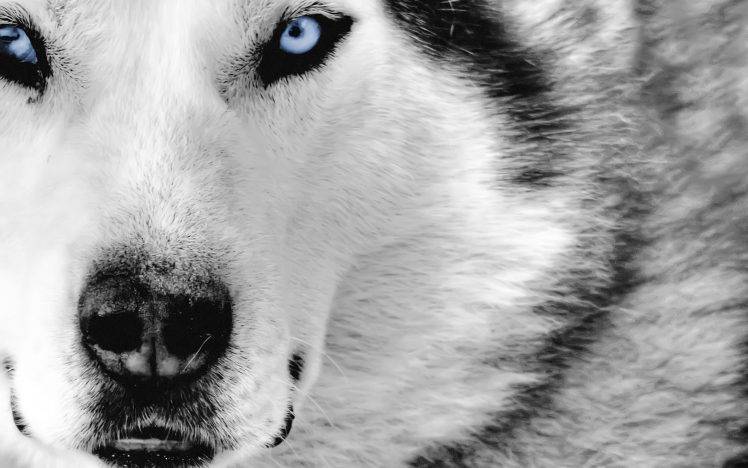 blue eyes wolf animals HD Wallpaper Desktop Background