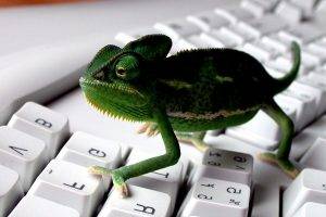 keyboards animals chameleons