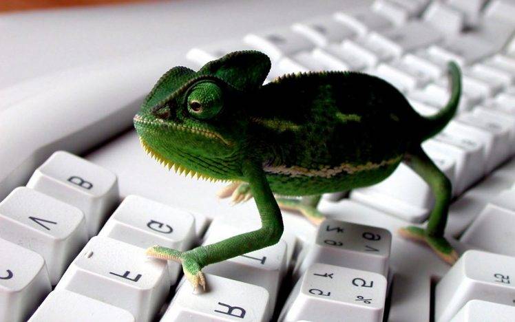 keyboards animals chameleons HD Wallpaper Desktop Background