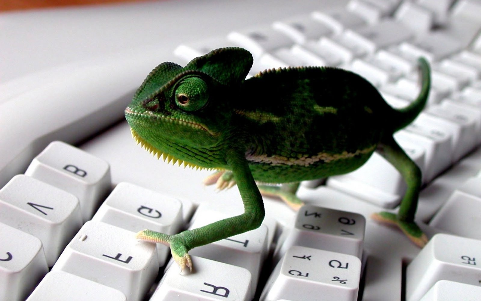 keyboards animals chameleons Wallpaper