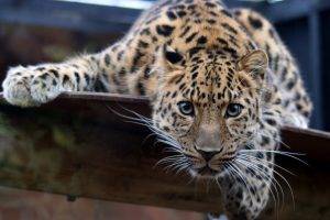 looking at viewer animals jaguars