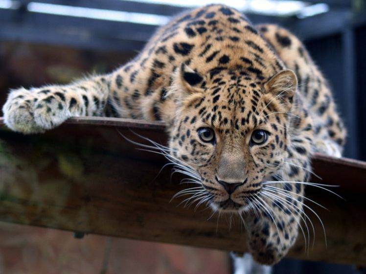 looking at viewer animals jaguars HD Wallpaper Desktop Background