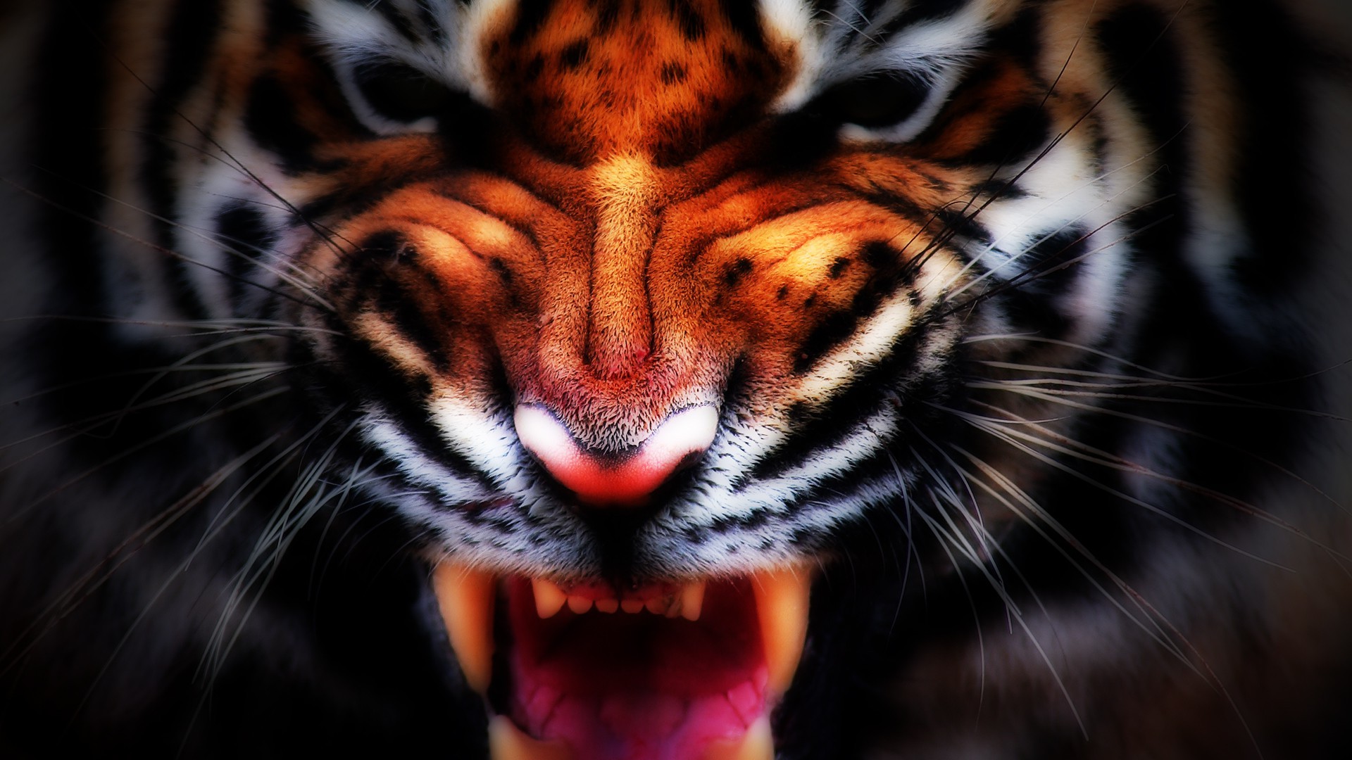 nature animals tiger digital art big cats Wallpaper