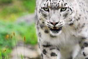 nature animals big cats leopard