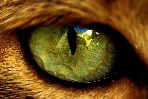 eyes cat