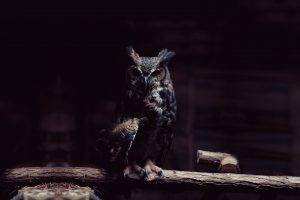 dark owl birds