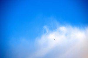birds flying sky clouds