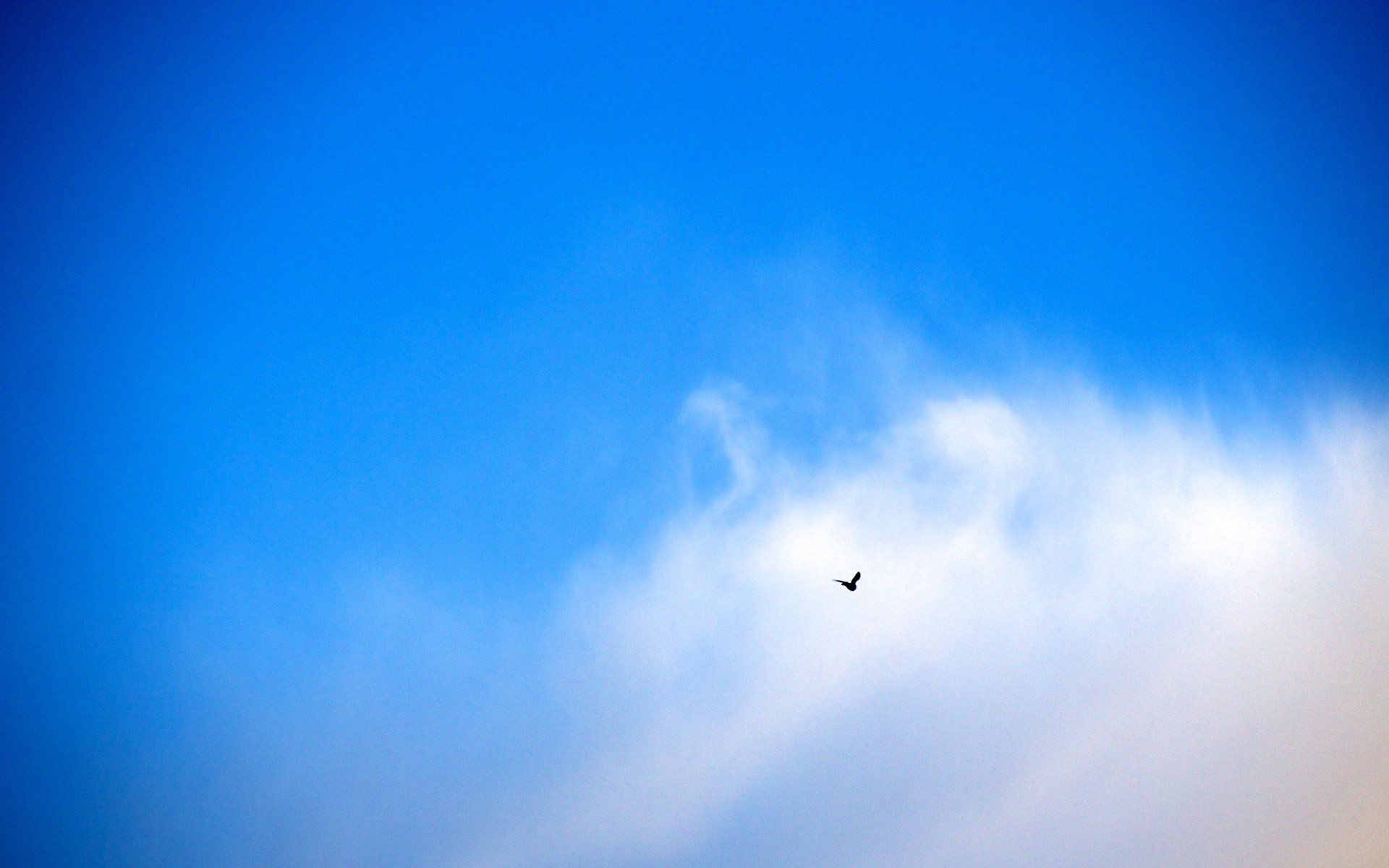 birds flying sky clouds Wallpaper