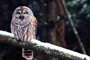 birds branch owl snow