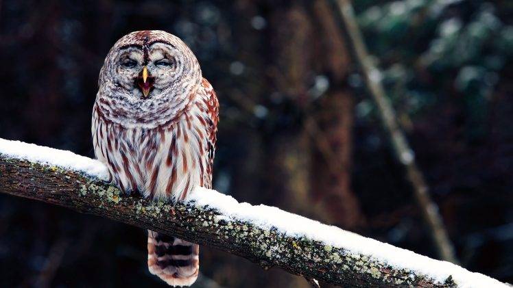 birds branch owl snow HD Wallpaper Desktop Background
