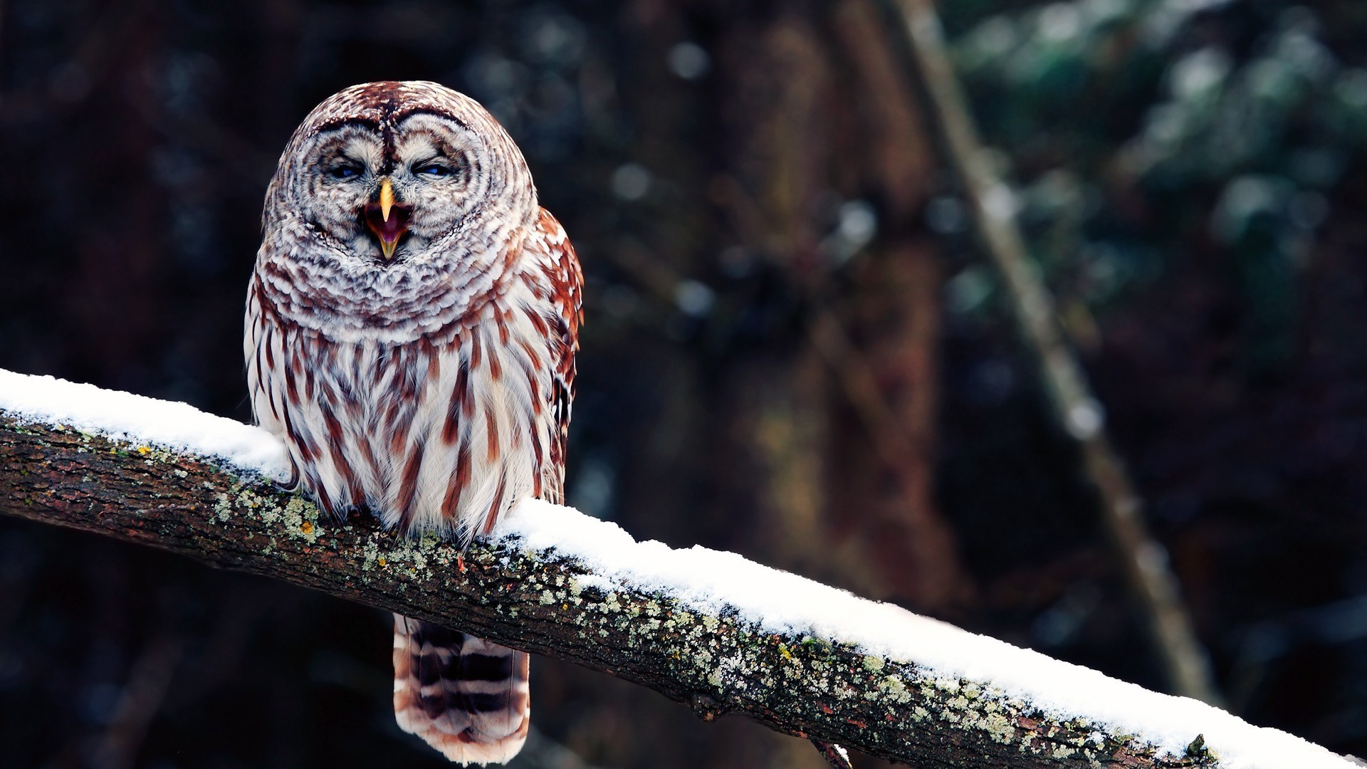 birds branch owl snow Wallpaper