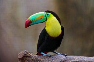 toucans birds