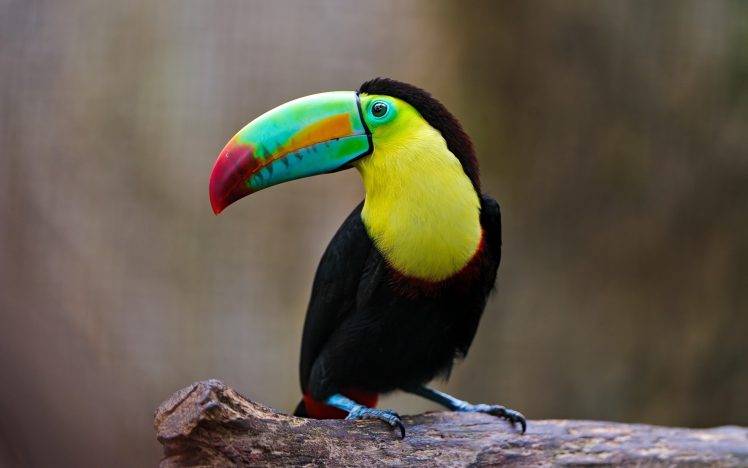 toucans birds HD Wallpaper Desktop Background