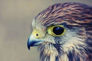 falcons birds