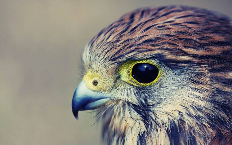 falcons birds HD Wallpaper Desktop Background
