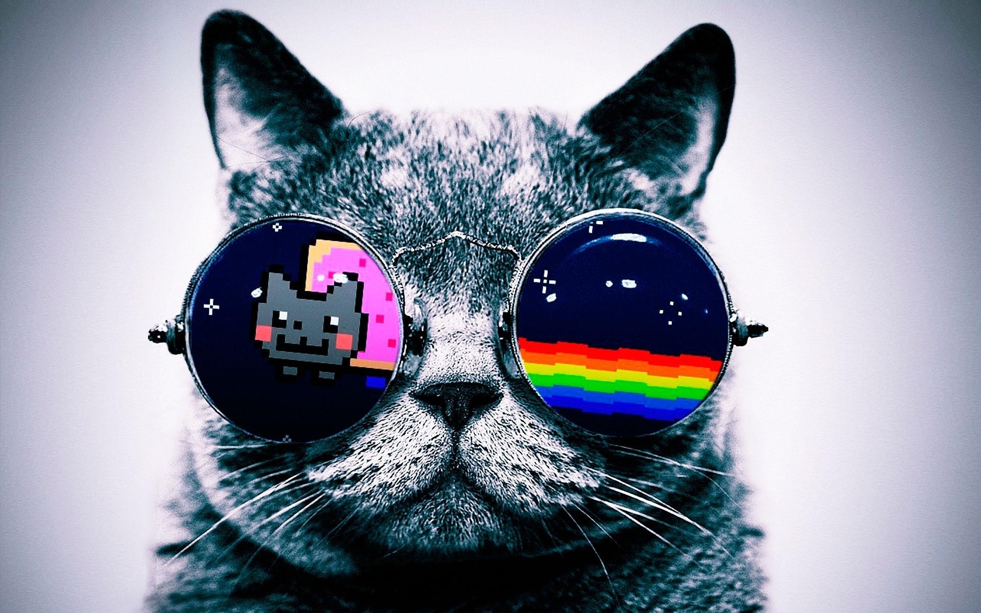 nyan cat cat glasses Wallpapers HD / Desktop and Mobile Backgrounds