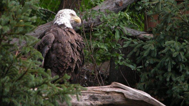 eagle birds HD Wallpaper Desktop Background