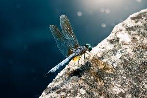 dragonflies insect