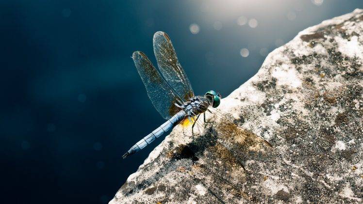 dragonflies insect HD Wallpaper Desktop Background