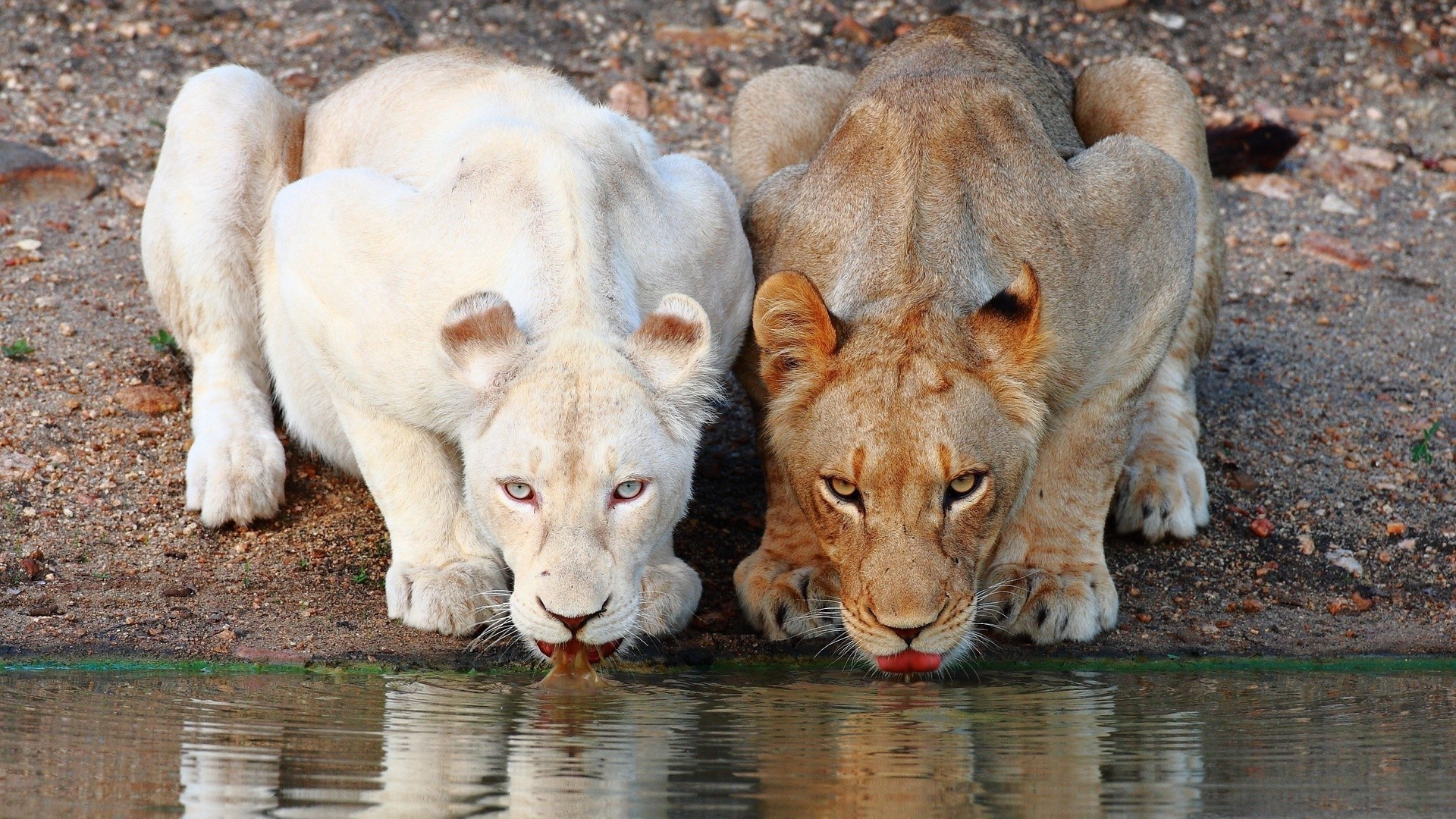lion Wallpaper