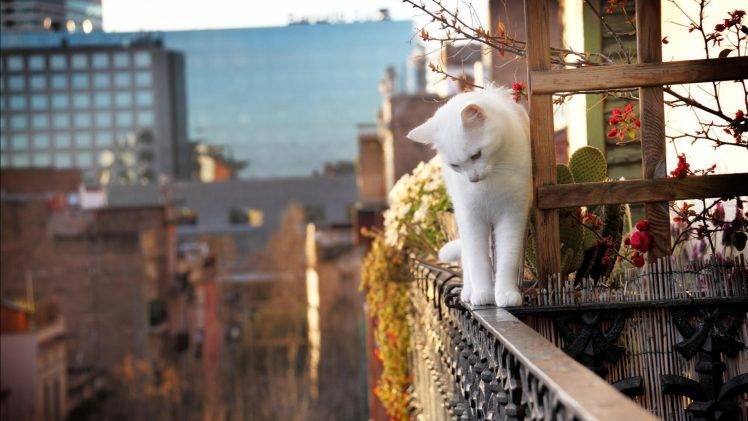 cat white depth of field balconies plants HD Wallpaper Desktop Background