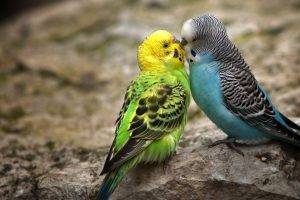 birds lovebirds