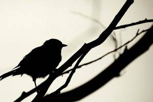 birds minimalism silhouette branch monochrome