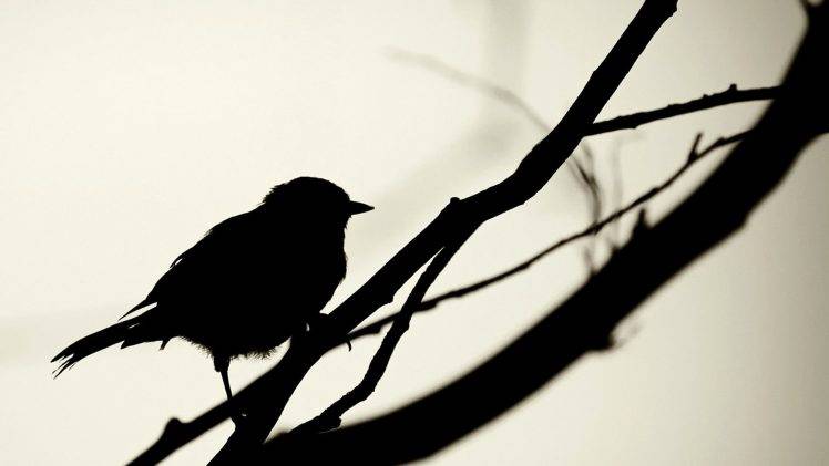 birds minimalism silhouette branch monochrome HD Wallpaper Desktop Background