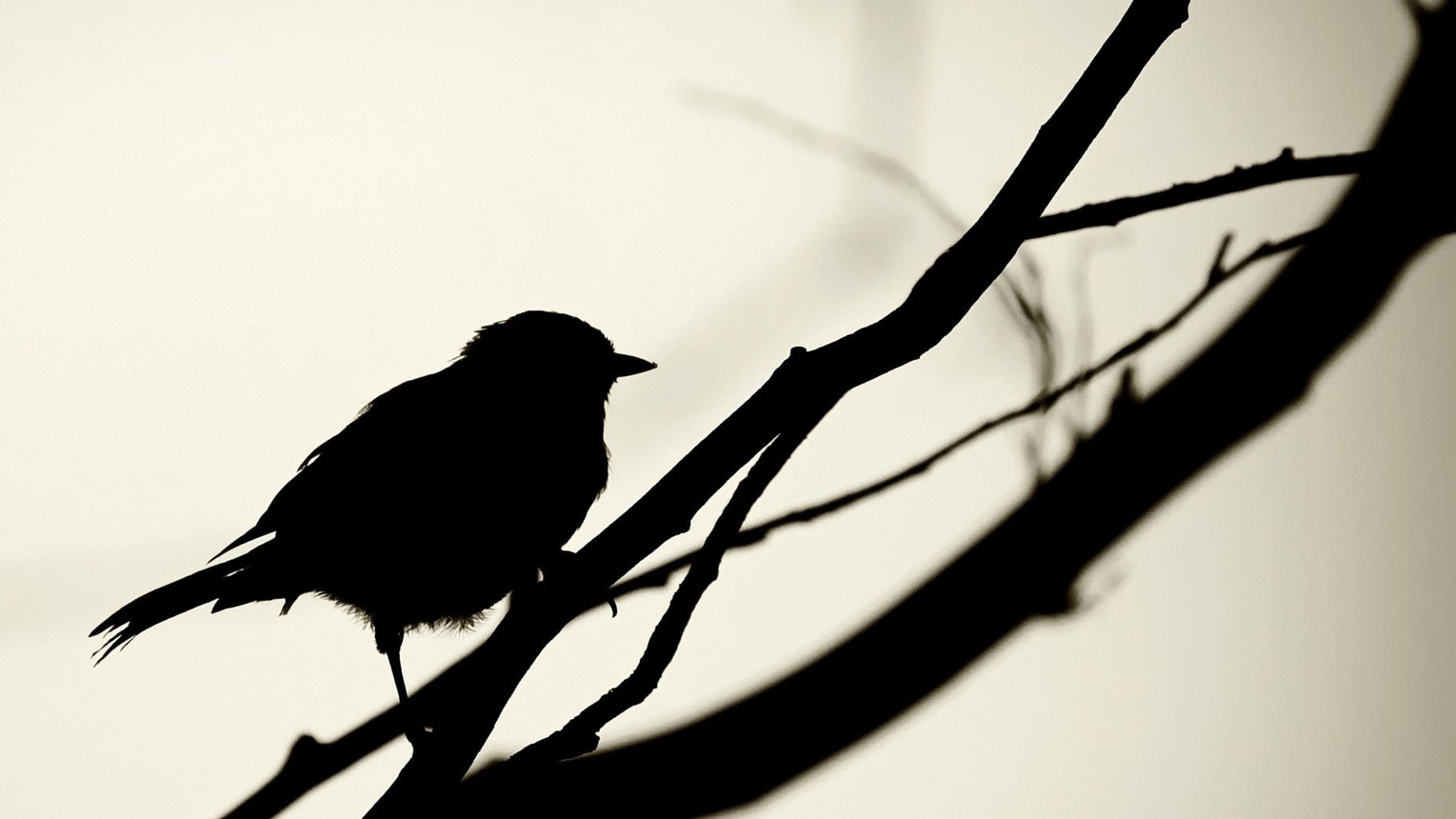 birds minimalism silhouette branch monochrome Wallpaper