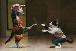 cat kung fu