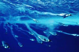 underwater sea birds penguins