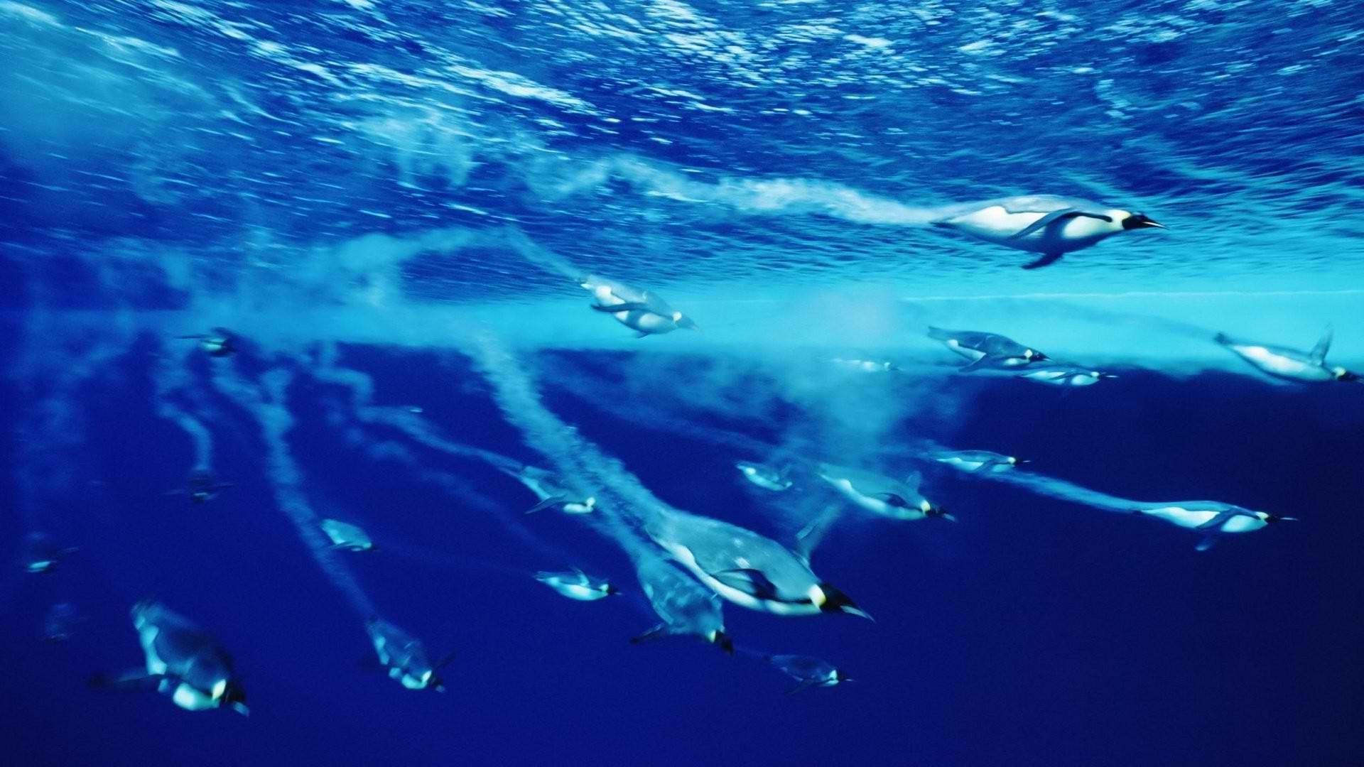 underwater sea birds penguins Wallpaper