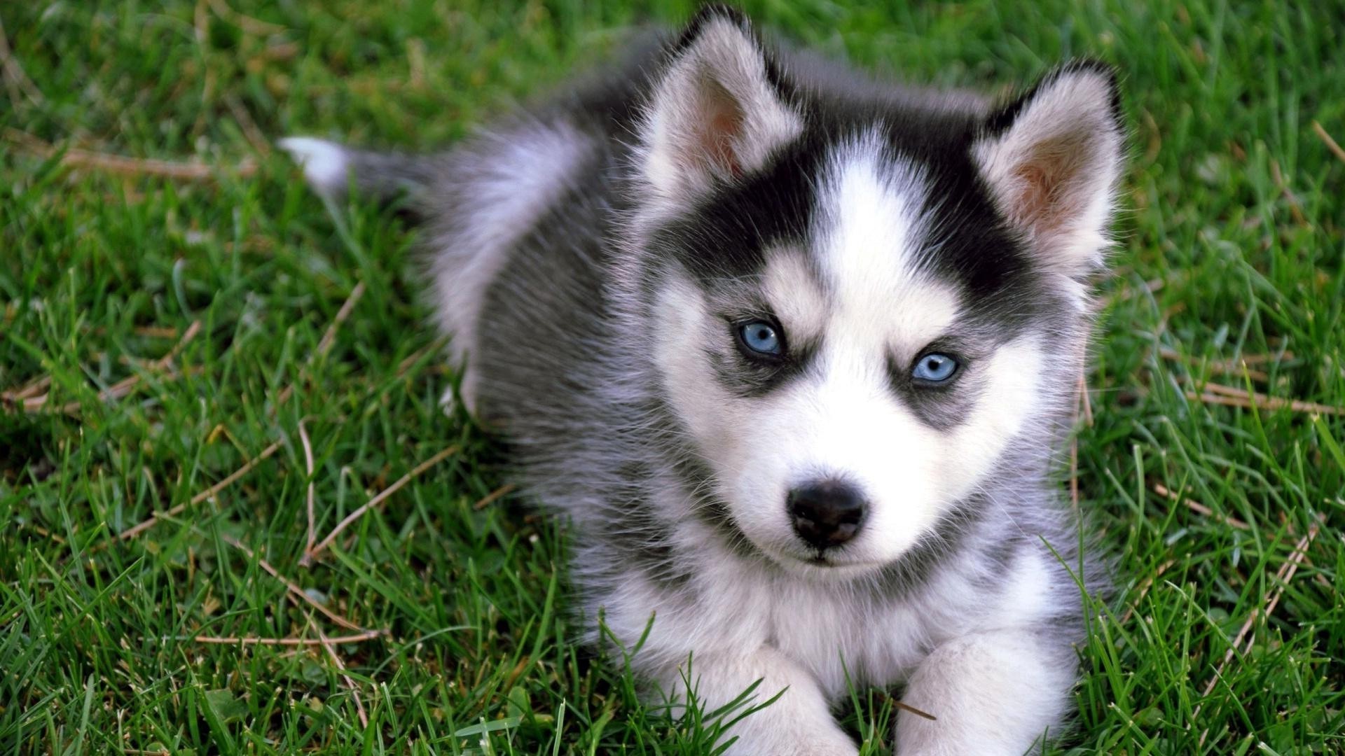 How much Exercise Does a Husky Puppy Need?