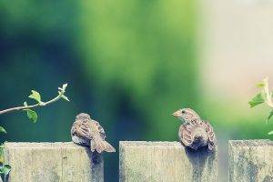 birds fence sparrows