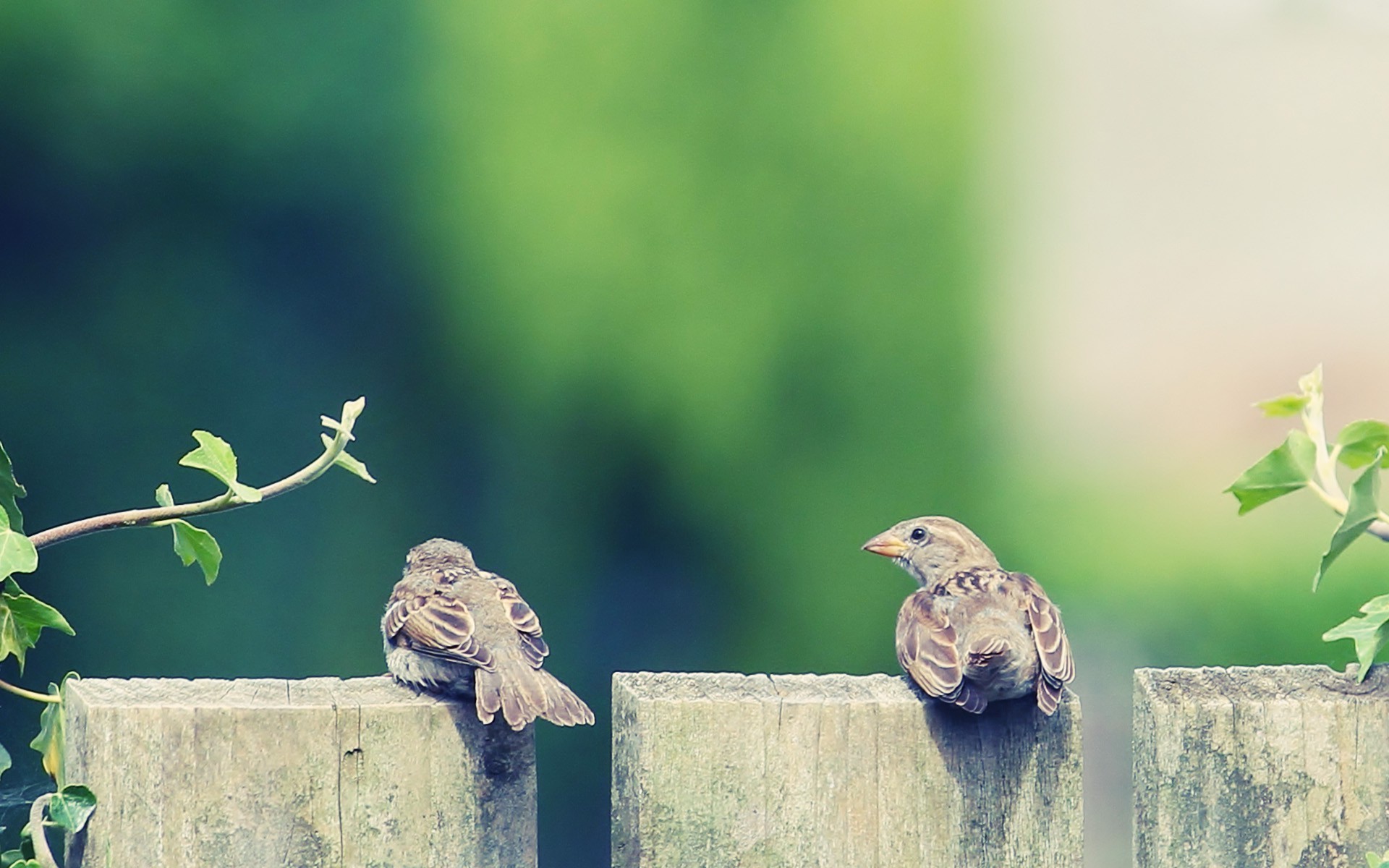 birds fence sparrows Wallpaper