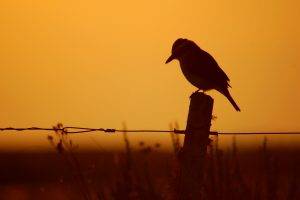 birds silhouette fence sunset