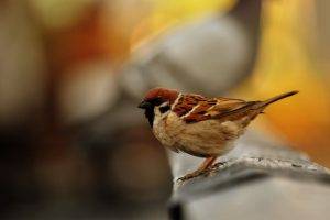 birds sparrows depth of field