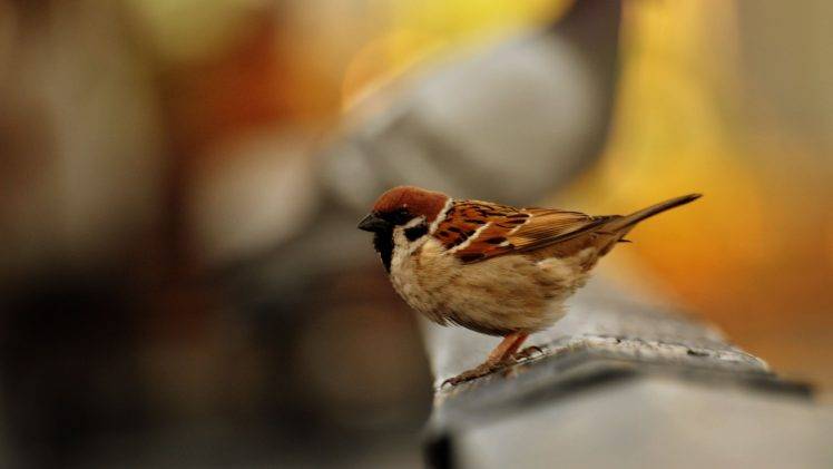 birds sparrows depth of field HD Wallpaper Desktop Background