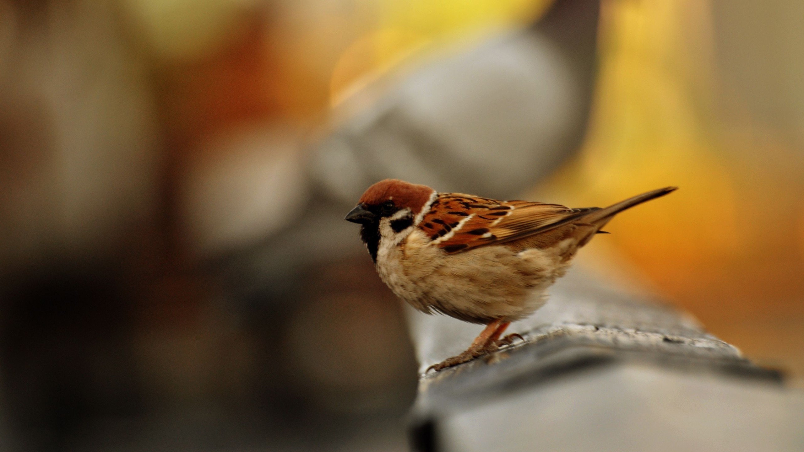 birds sparrows depth of field Wallpaper